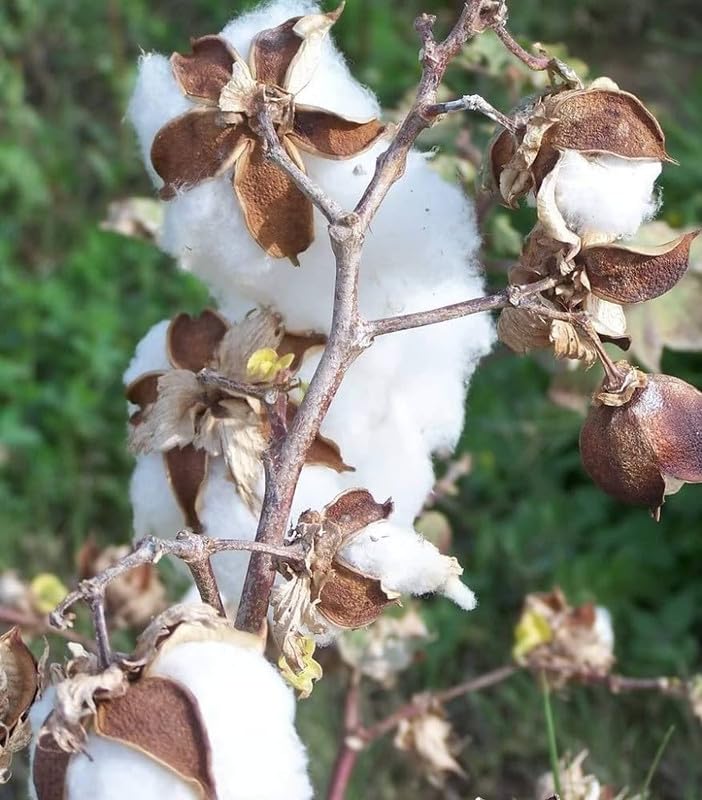 kapas tula raw cotton