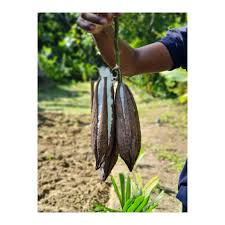 soft cotton for pillow mattress